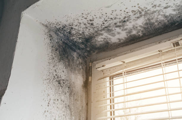 Affordable Black Mold Remediation solutions in Peapack, NJ
